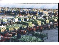 巴彥淖爾四季青 塞上糧倉(cāng)的農(nóng)副產(chǎn)品集散樞紐